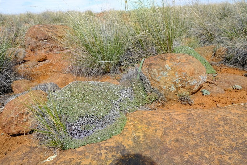 Antimima androsacea photo 5