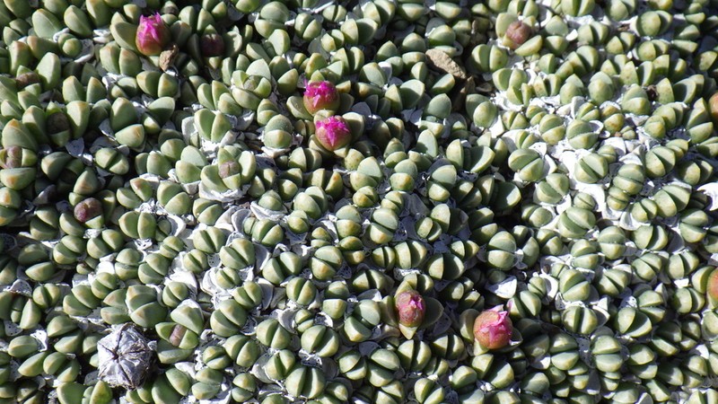 Antimima androsacea photo 6