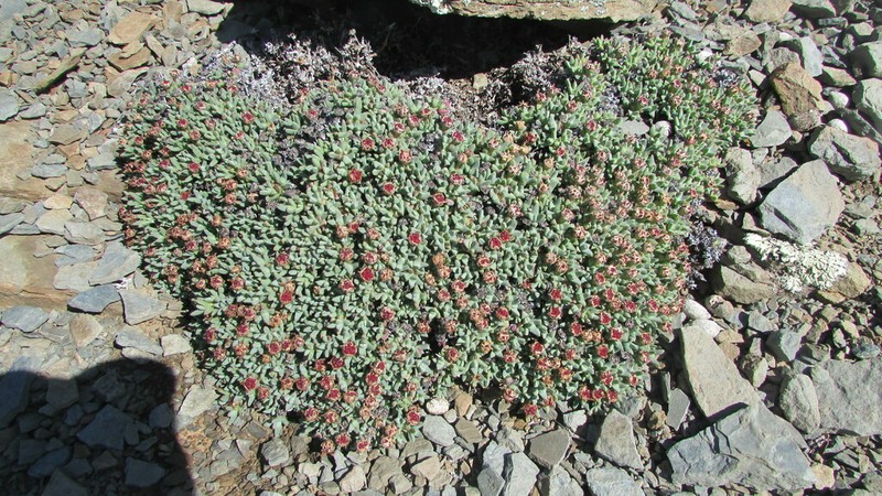 Antimima androsacea photo 7