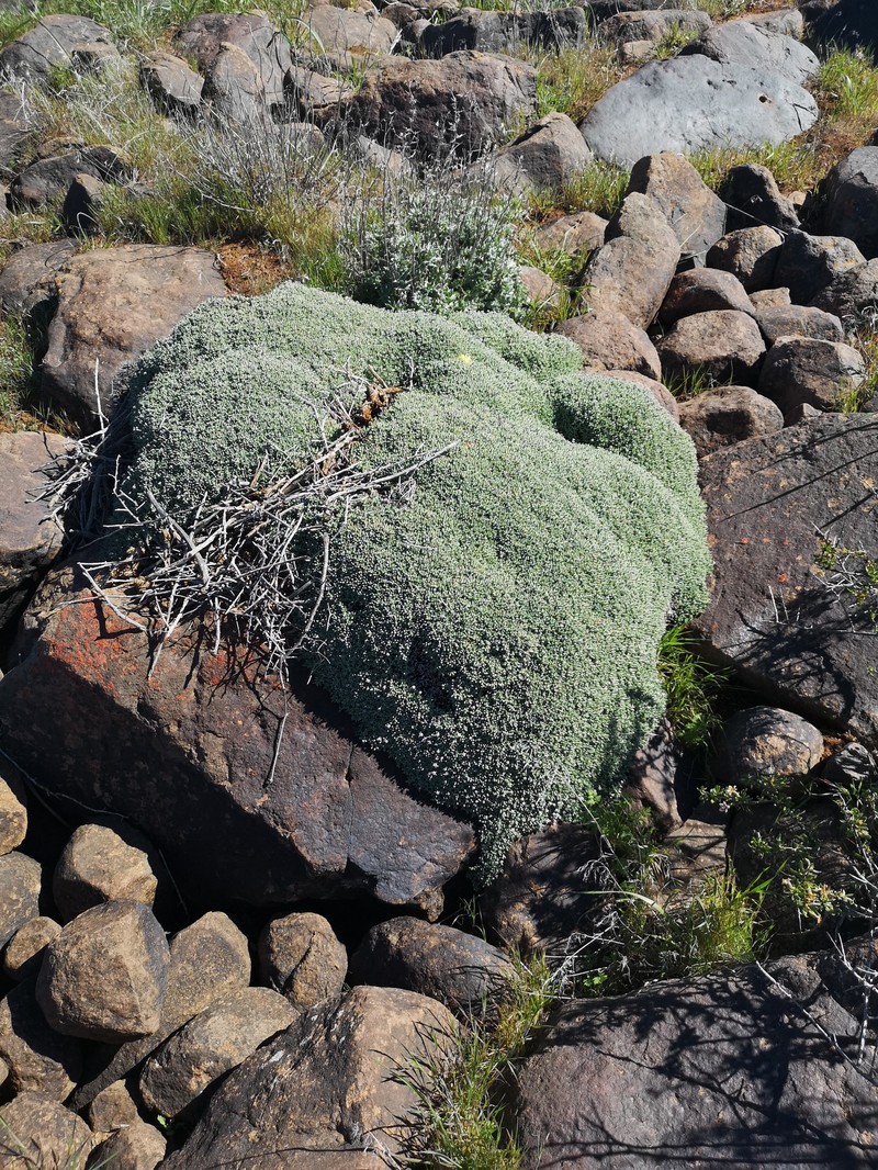 Antimima androsacea photo 8