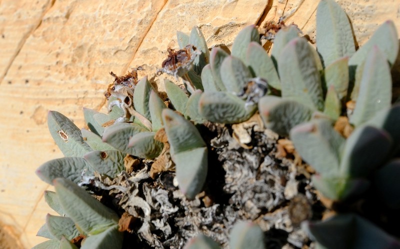 Antimima argentea