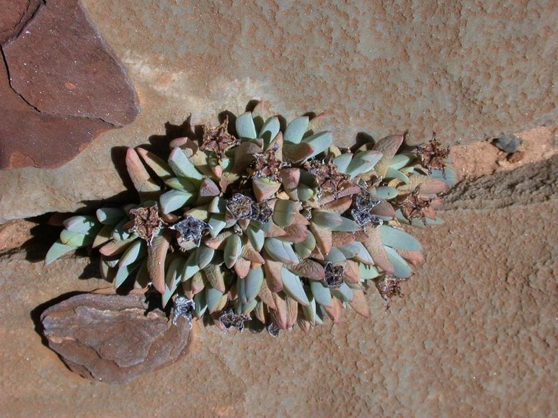 Antimima argentea photo 2