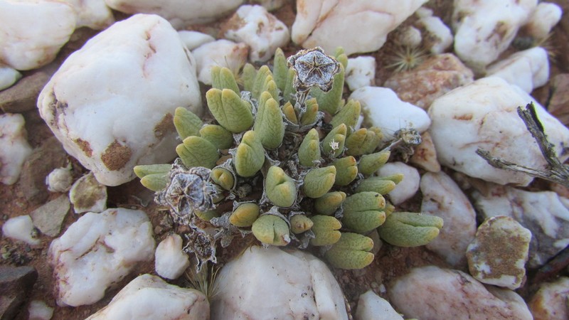 Antimima biformis photo 2