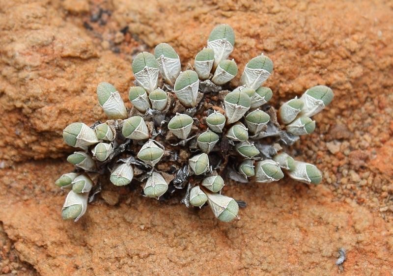 Antimima biformis photo 3