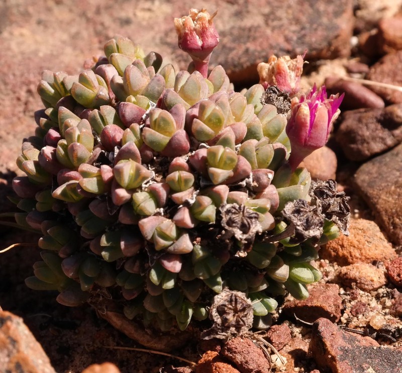 Antimima brevicarpa photo 6