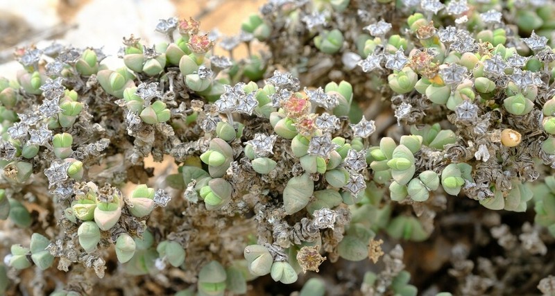 Antimima buchubergensis photo 3