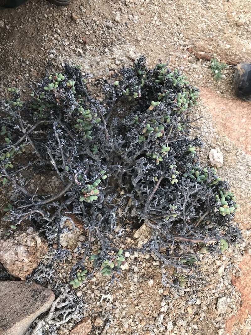 Antimima buchubergensis photo 5