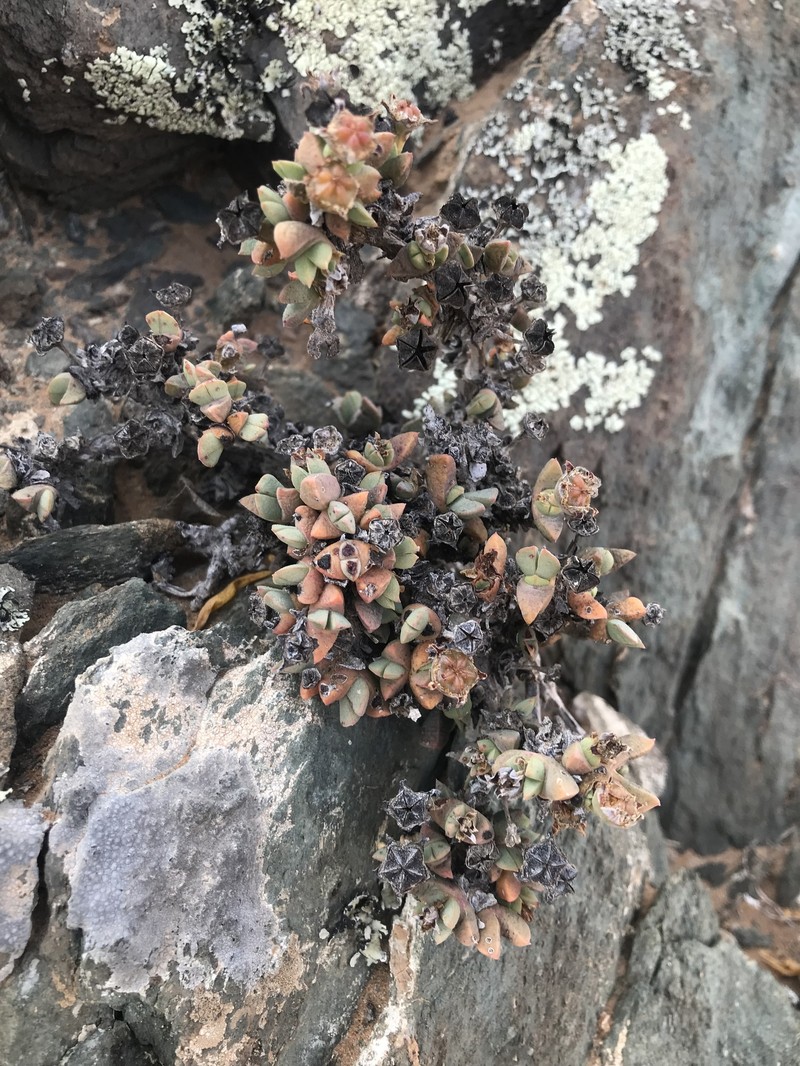 Antimima buchubergensis photo 6