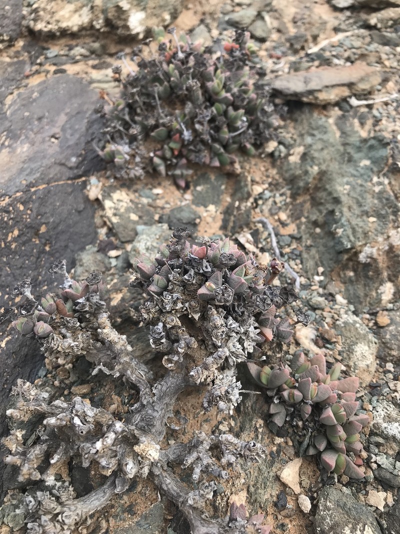 Antimima buchubergensis photo 7