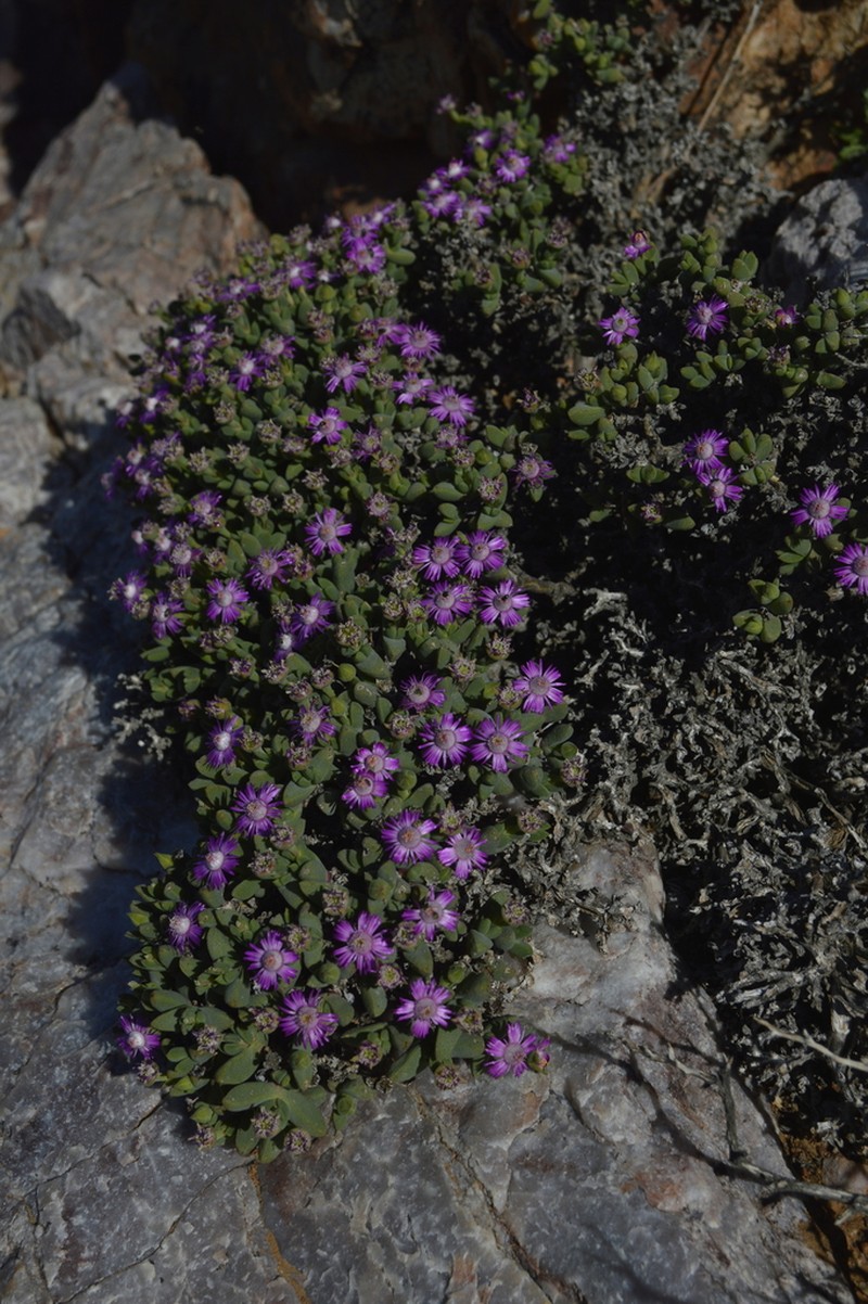 Antimima compressa