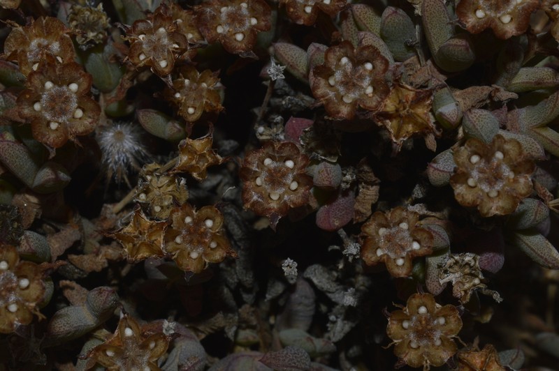 Antimima compressa photo 3