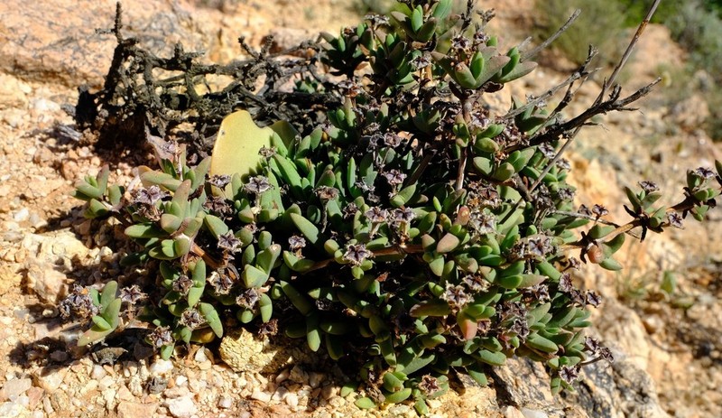 Antimima compressa photo 5
