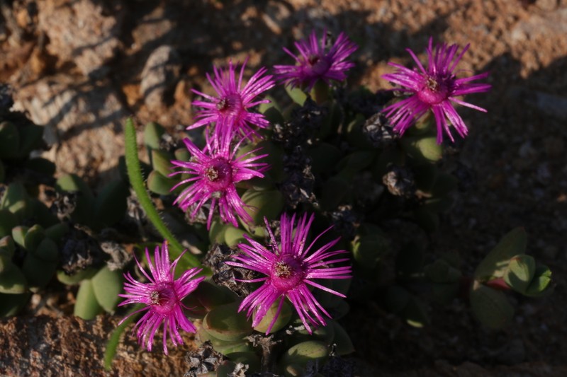 Antimima compressa photo 6
