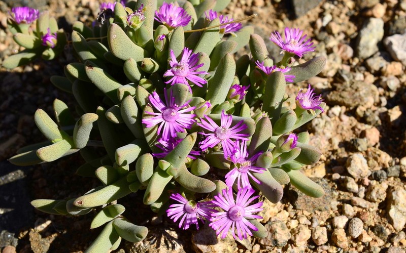 Antimima compressa photo 8