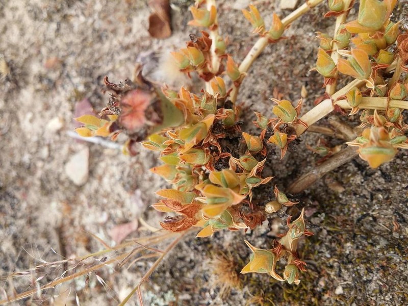 Antimima concinna photo 3