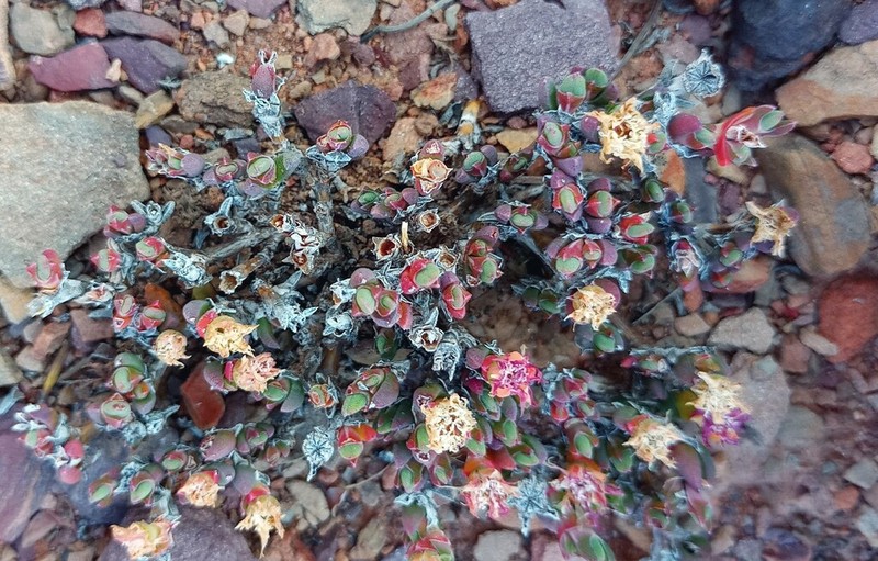 Antimima condensa
