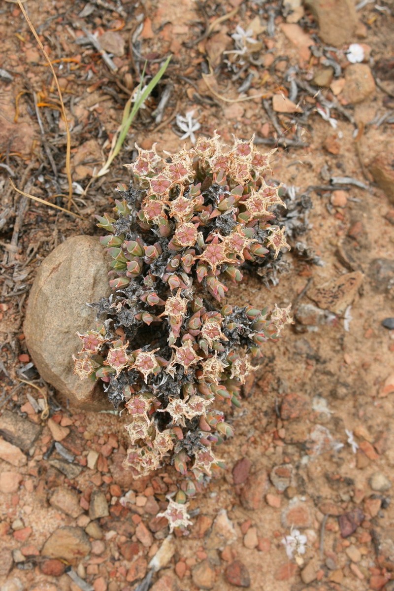 Antimima condensa photo 3
