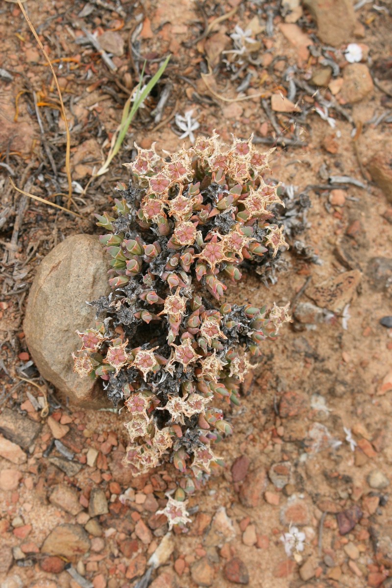 Antimima condensa photo 6