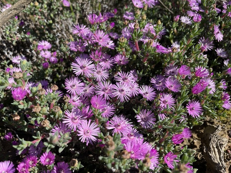 Antimima dasyphylla