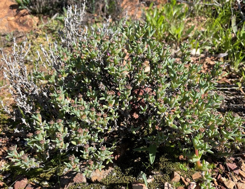 Antimima dasyphylla photo 2