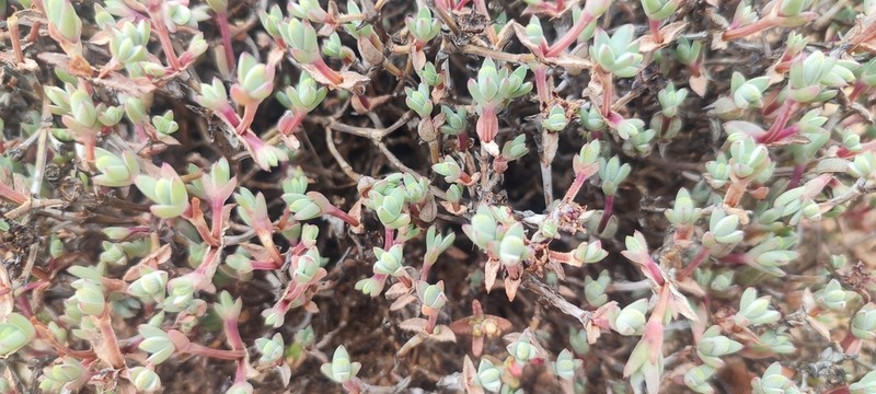 Antimima dasyphylla photo 3