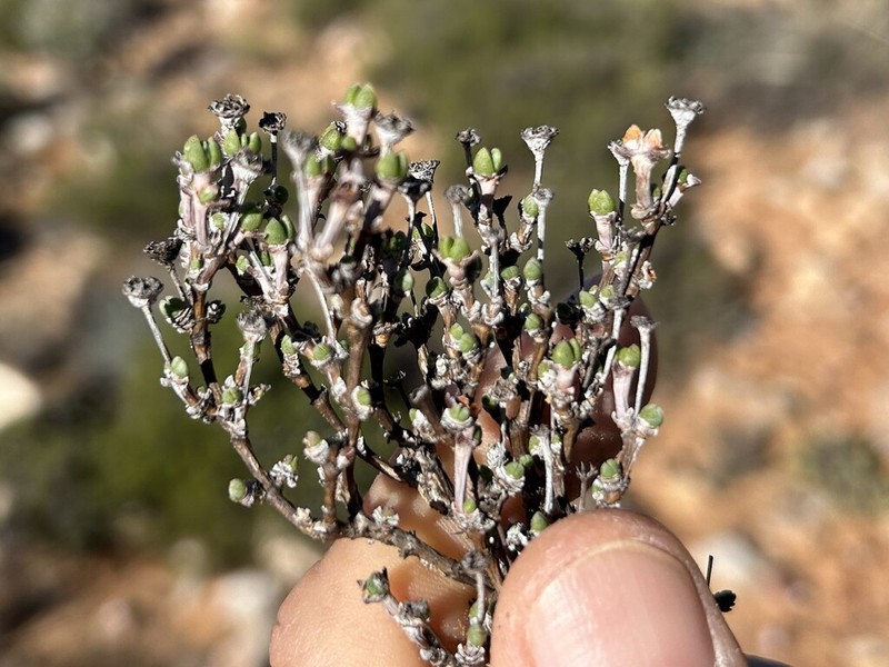 Antimima dasyphylla photo 5