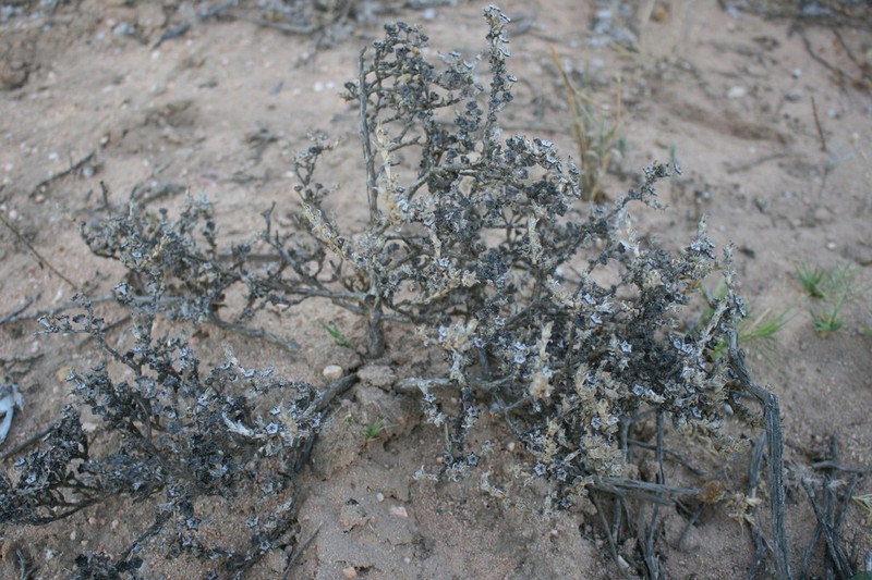 Antimima dasyphylla photo 6