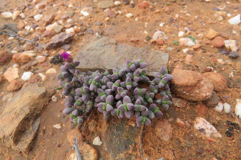 Antimima defecta