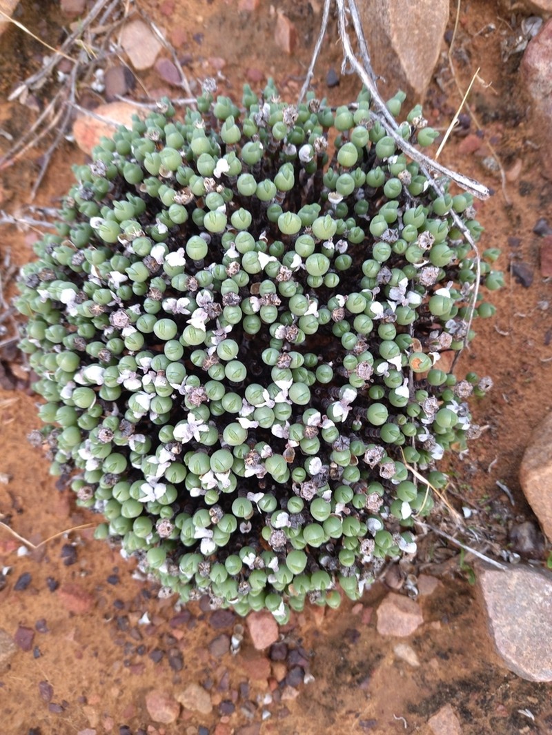 Antimima distans