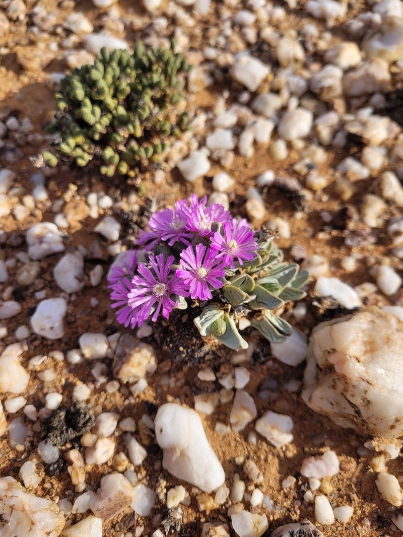Antimima dualis