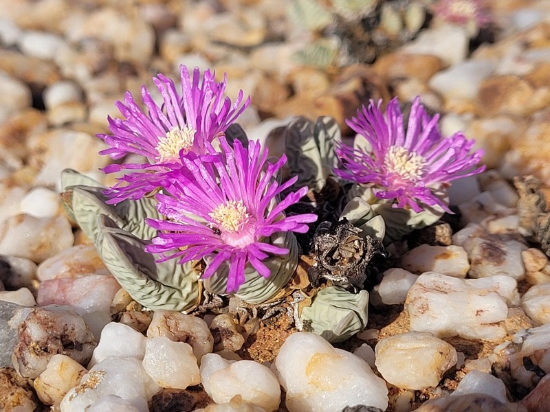 Antimima dualis photo 2