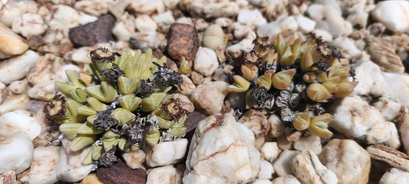 Antimima dualis photo 3