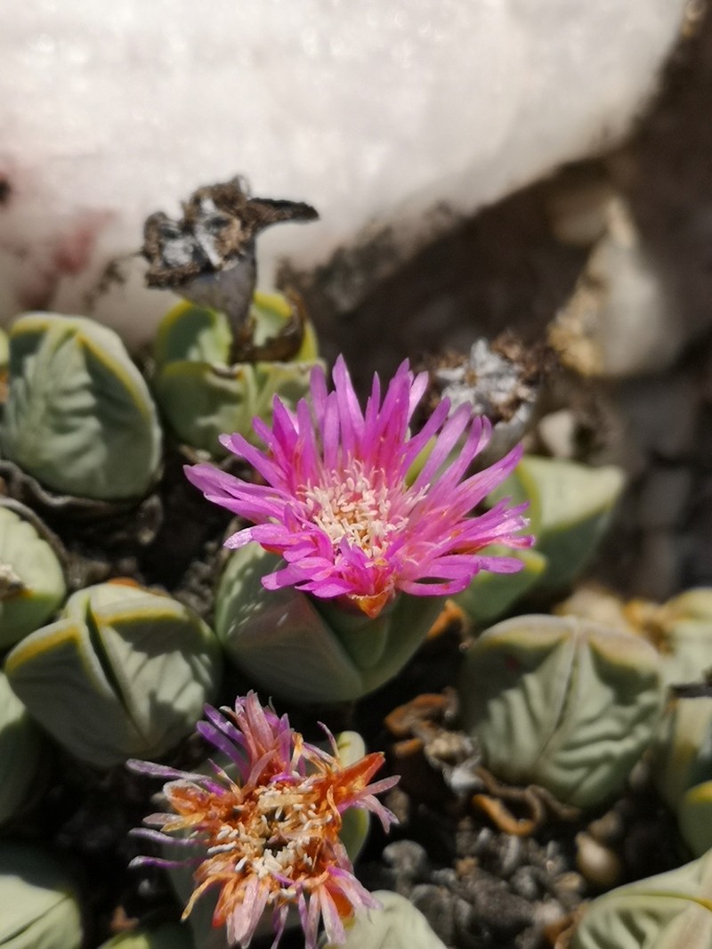Antimima dualis photo 4