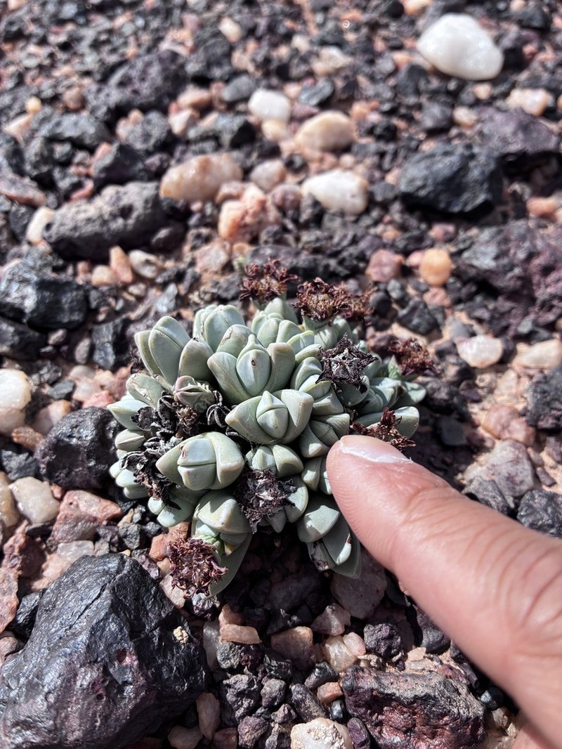 Antimima dualis photo 5