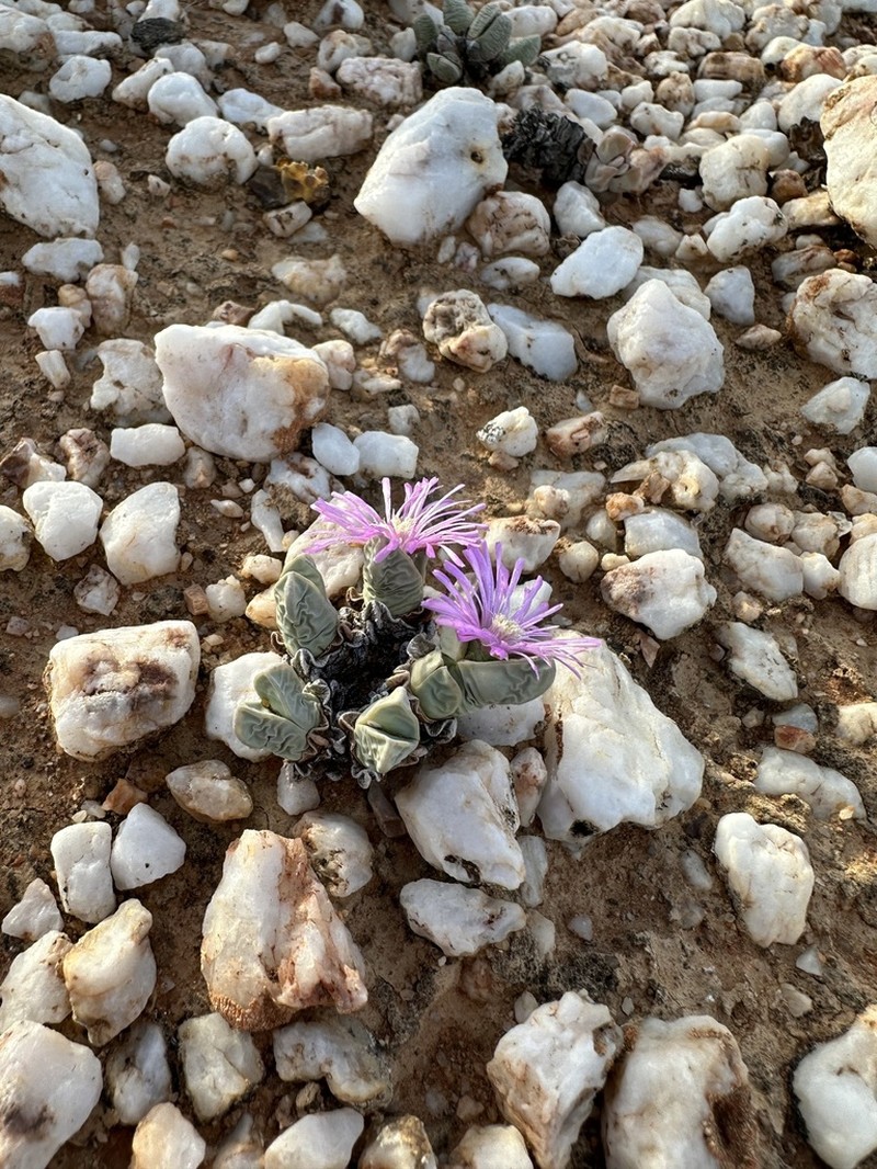 Antimima dualis photo 6