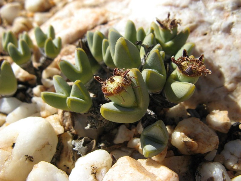 Antimima dualis photo 7