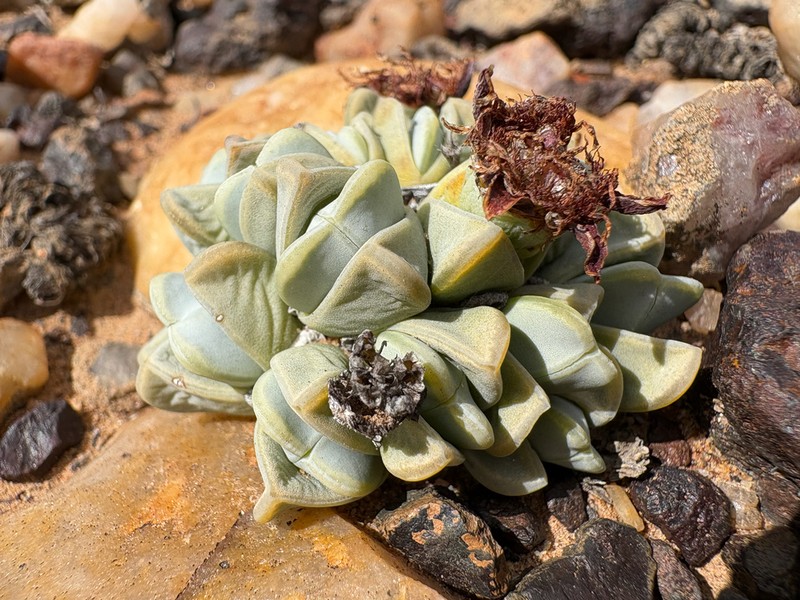 Antimima dualis photo 8
