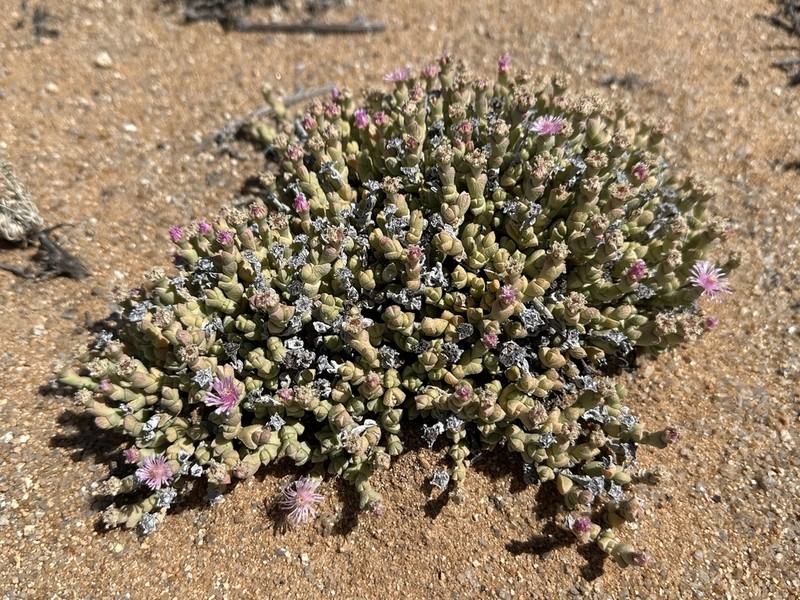 Antimima elevata
