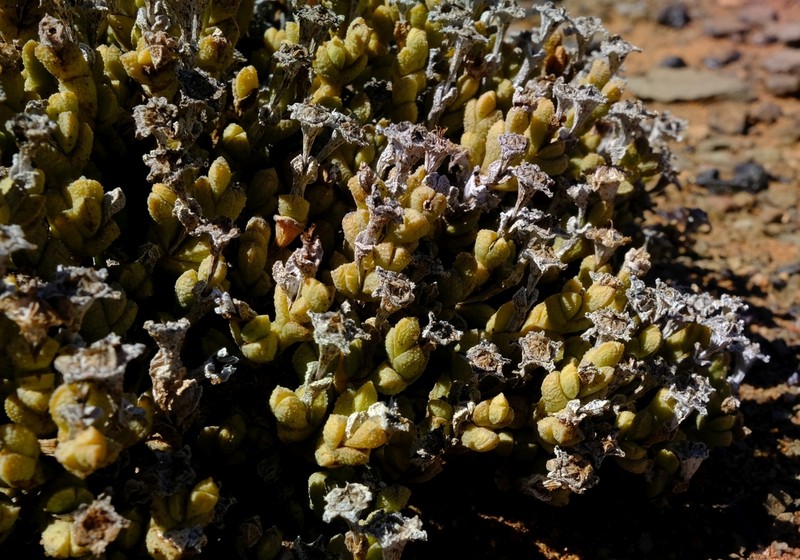 Antimima elevata photo 2