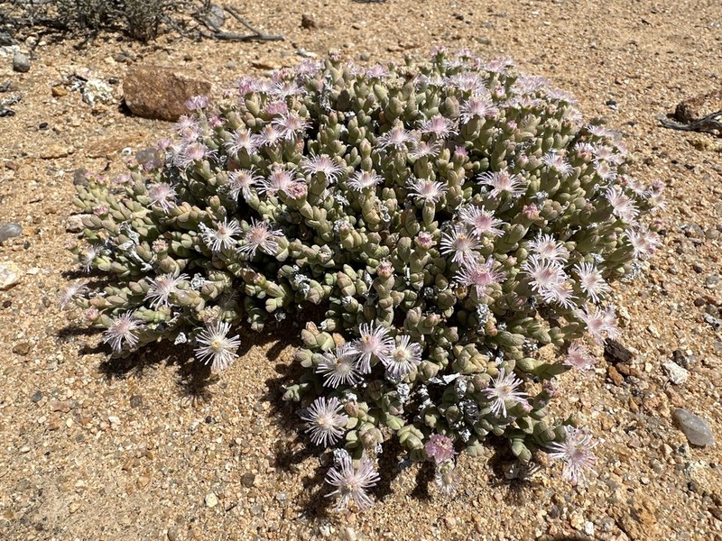 Antimima elevata photo 3