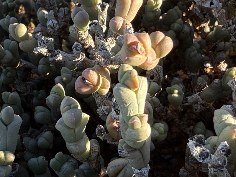 Antimima elevata photo 5