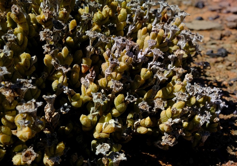 Antimima elevata photo 6