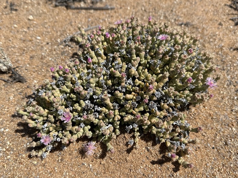 Antimima elevata photo 7