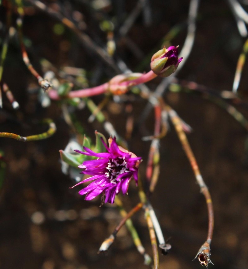 Antimima emarcescens photo 2