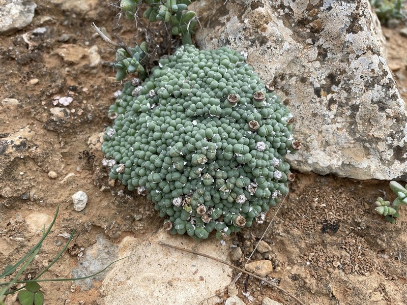 Antimima evoluta photo 5