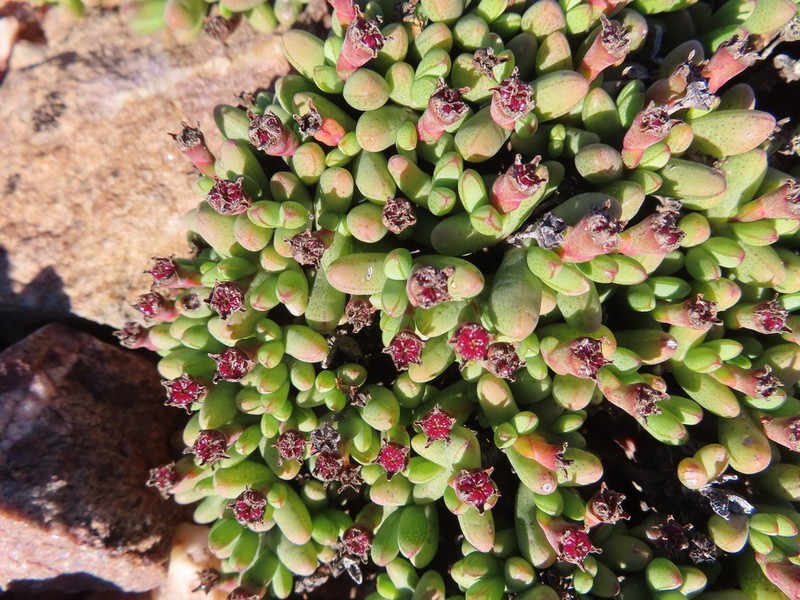 Antimima excedens photo 2