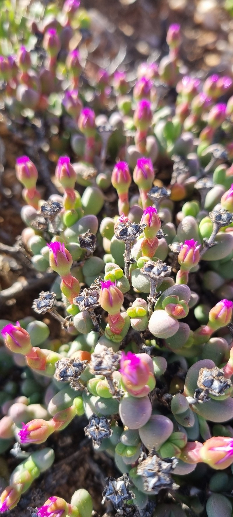 Antimima excedens photo 5
