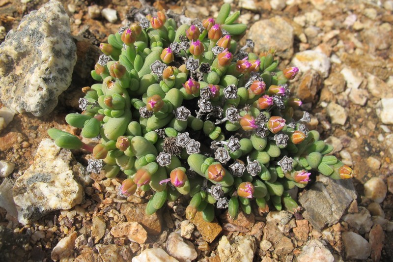 Antimima excedens photo 6