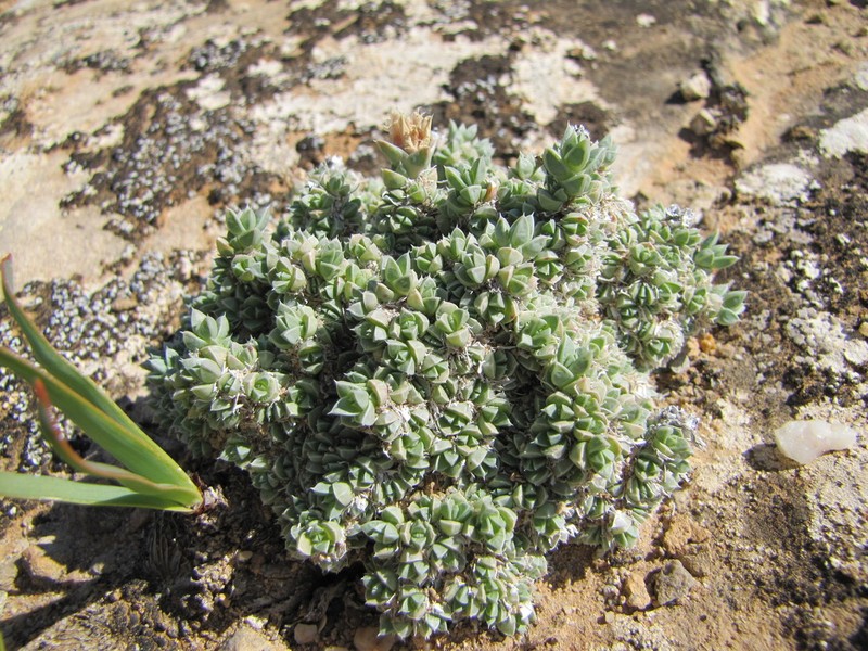 Antimima fenestrata