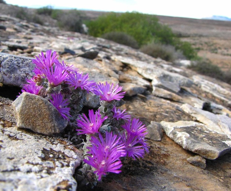 Antimima fenestrata photo 3
